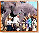 Special oil massage for jumbos at Lucknow zoo