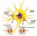 FDA Approves Drug for Lennox-Gastaut Syndrome