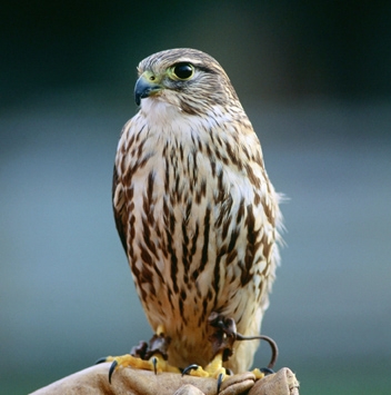 Oldest falcon nest found in Greenland