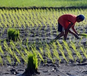 RBI sees no big impact of weak monsoon on growth, farm output