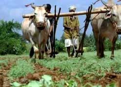 farmers commit suicide