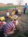 African Farmers