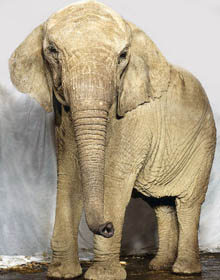 Female Elephant