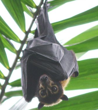 How ''kinky'' flying foxes maintain their ''harem'' of choosy females