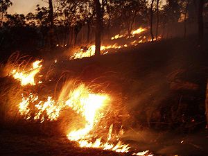 Australians brace for forest firestorms