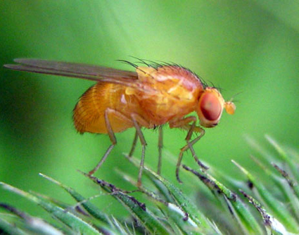 fruit-flies