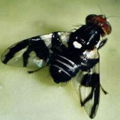 Happy fruit flies look for habitat just like their old homes