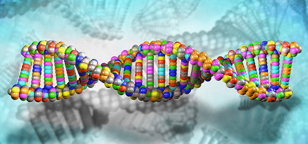Mechanism related to onset of genetic diseases identified