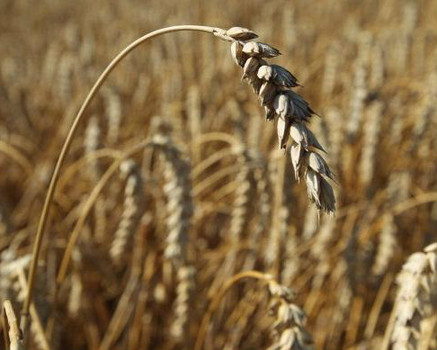 South Korean inspection finds no GM wheat in US imports