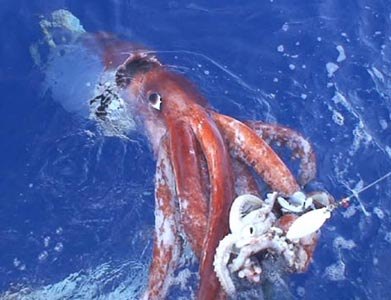 Giant Squid