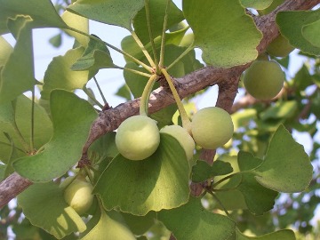 Ginkgo biloba does not prevent Alzheimer’s disease