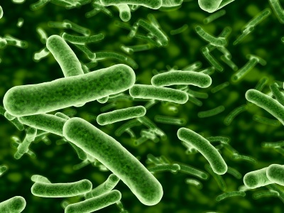 How gut bacterium helps us reap benefits of fibrous fruits and vegetables