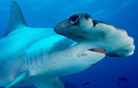 DNA traces shark fins to American waters