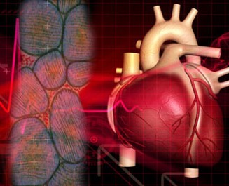 Scientist turn skin cells into healthy heart muscle cells