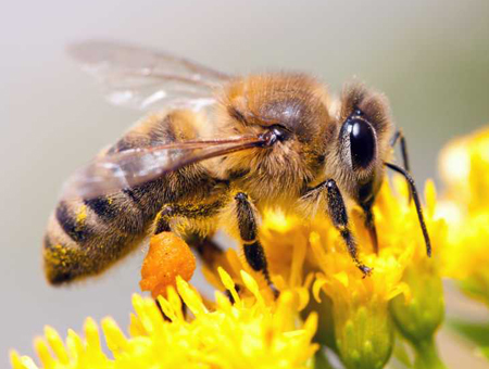 honeybees