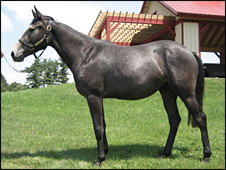 Domestic horse genome sequenced