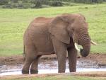 Elephants are evolving smaller tusks