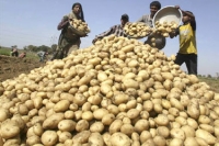 Pak farmers demand ban on Indian potatoes