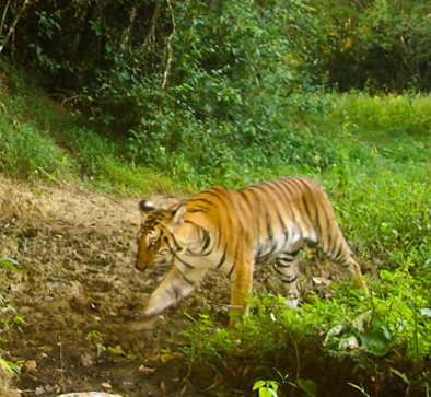 Last Indochinese tiger in China killed and eaten by a villager