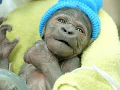 San Diego Zoo's Safari Park’s baby gorilla in critical condition