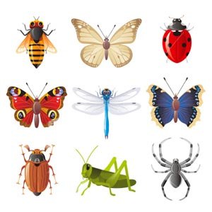 Insects