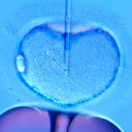 Researchers can increase IVF success rate