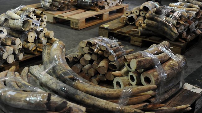 ivory-smuggling