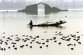 Record number of migratory birds flock to Kashmir