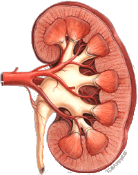 Racial discrimination exists in kidney transplants too, claims Indian-origin researcher