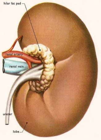 Night home hemodialysis as good in treating kidney failure as transplant