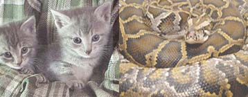 Woman fights off hungry python to save kitten!