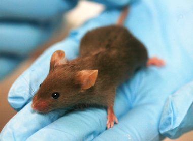 First step of breast cancer metastasis halted in mice