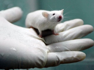 Mouse model of deadly human cancer cured for first time