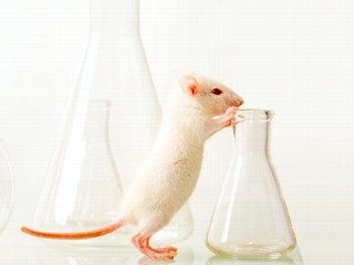 lab rats semblance