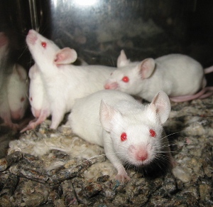 Mice study helps calculate aggressiveness of human oral cancer