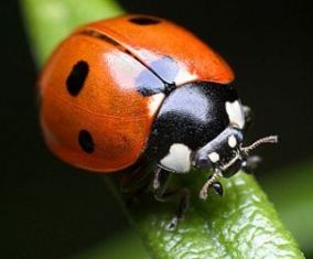 How ladybugs are taken hostage by wasps