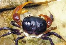 Wanted in Taiwan: Crab escorts 