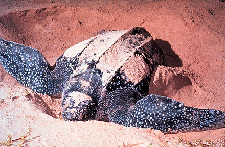 Leatherback turtles are right flippered when it comes to laying eggs