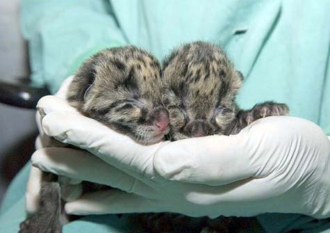 Ranchi Zoo announces birth of two leopard cubs