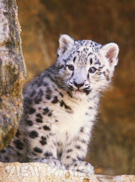 Leopard Cub