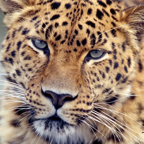 leopards