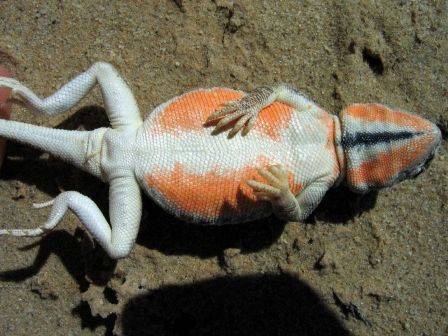 Lake Eyre lady lizards snub ‘harassing’ males by flaunting their orange undies!