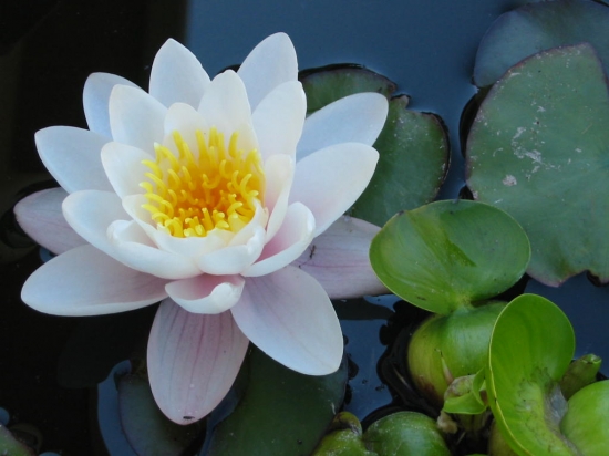 Scientists unlock secret of how lotus stays dry