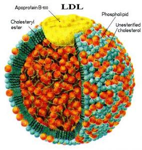 Low-Density Lipoprotein Is Actually 'Good', Say Researchers