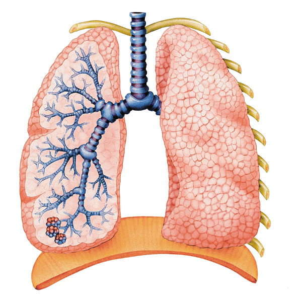 Novel therapeutic target for fatal flu lung complication identified