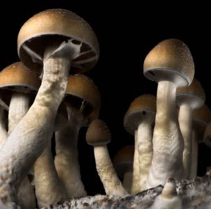 magic-mushroom