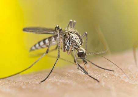 malaria-carrying species