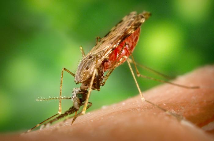 Ineffective monotherapies dominating high-burden malarious countries