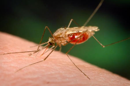 New guidance on global malaria elimination released