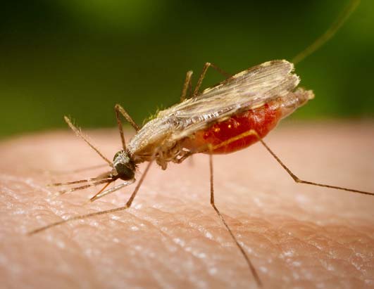 malaria_